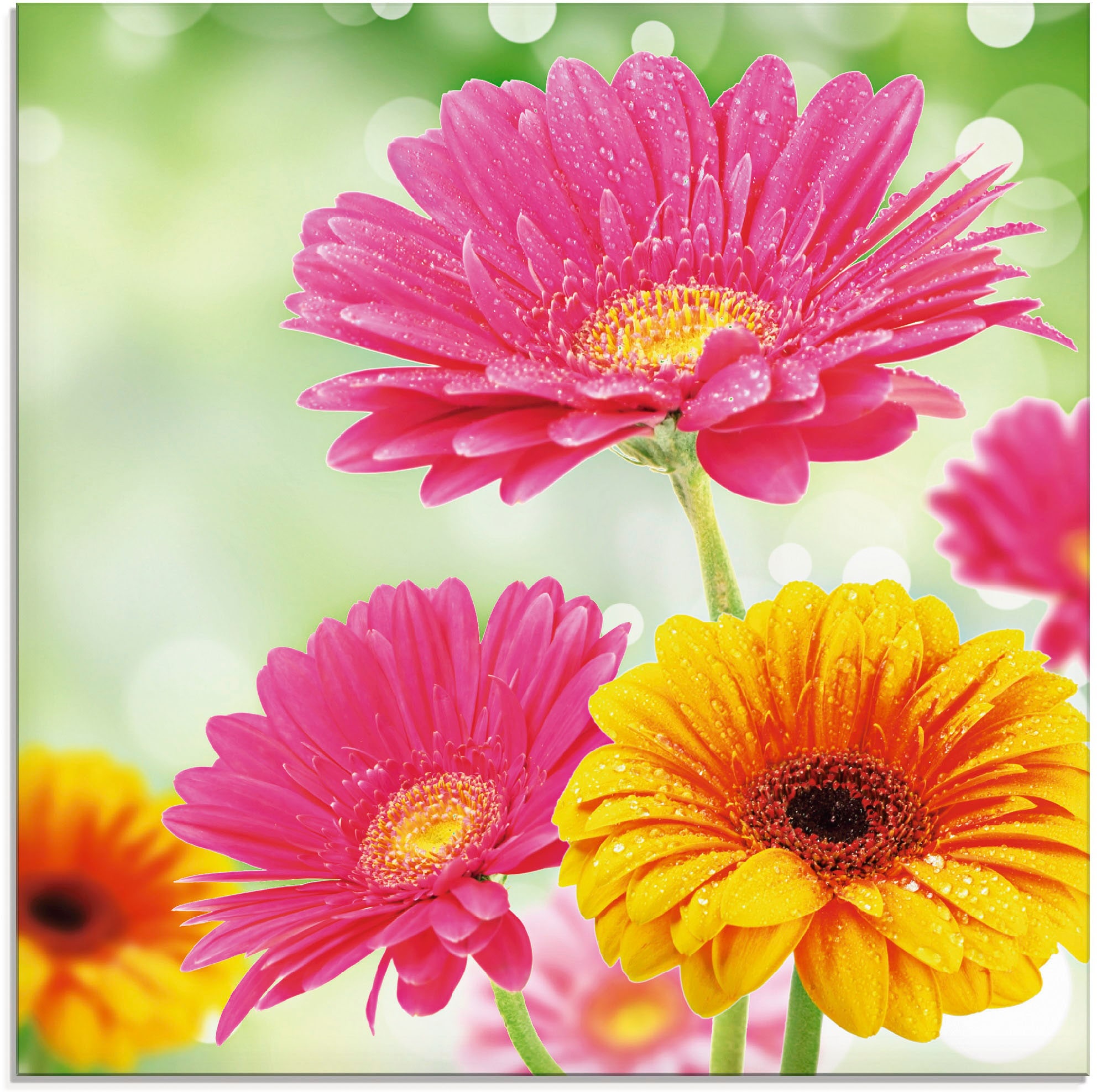 »Natürliche (1 BAUR Blumen, | St.), in Glasbild - Größen Romantik Gerberas«, Artland verschiedenen kaufen