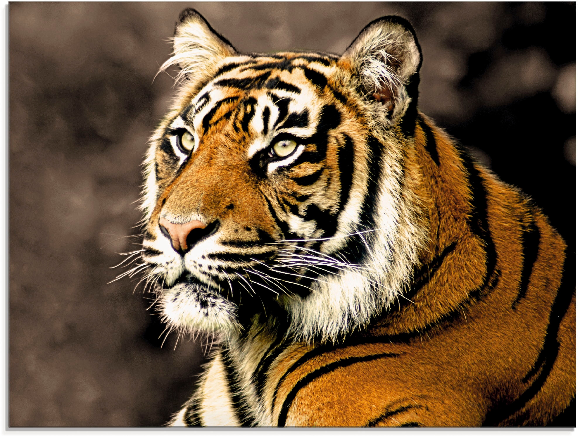 Artland Glasbild "Tiger sepia" Wildtiere 1 Stk. tlg. in verschiedenen Größe günstig online kaufen