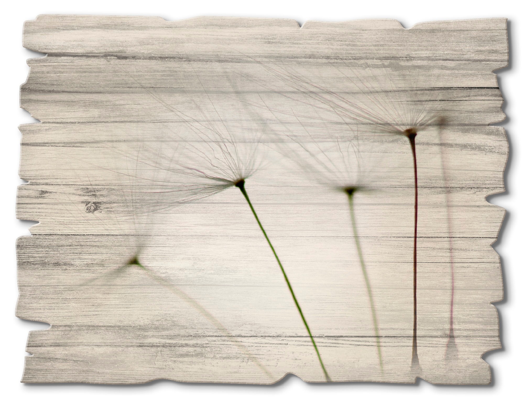 Artland Holzbild "Pusteblumen-Samen I" Blumen 1 Stk. tlg. günstig online kaufen