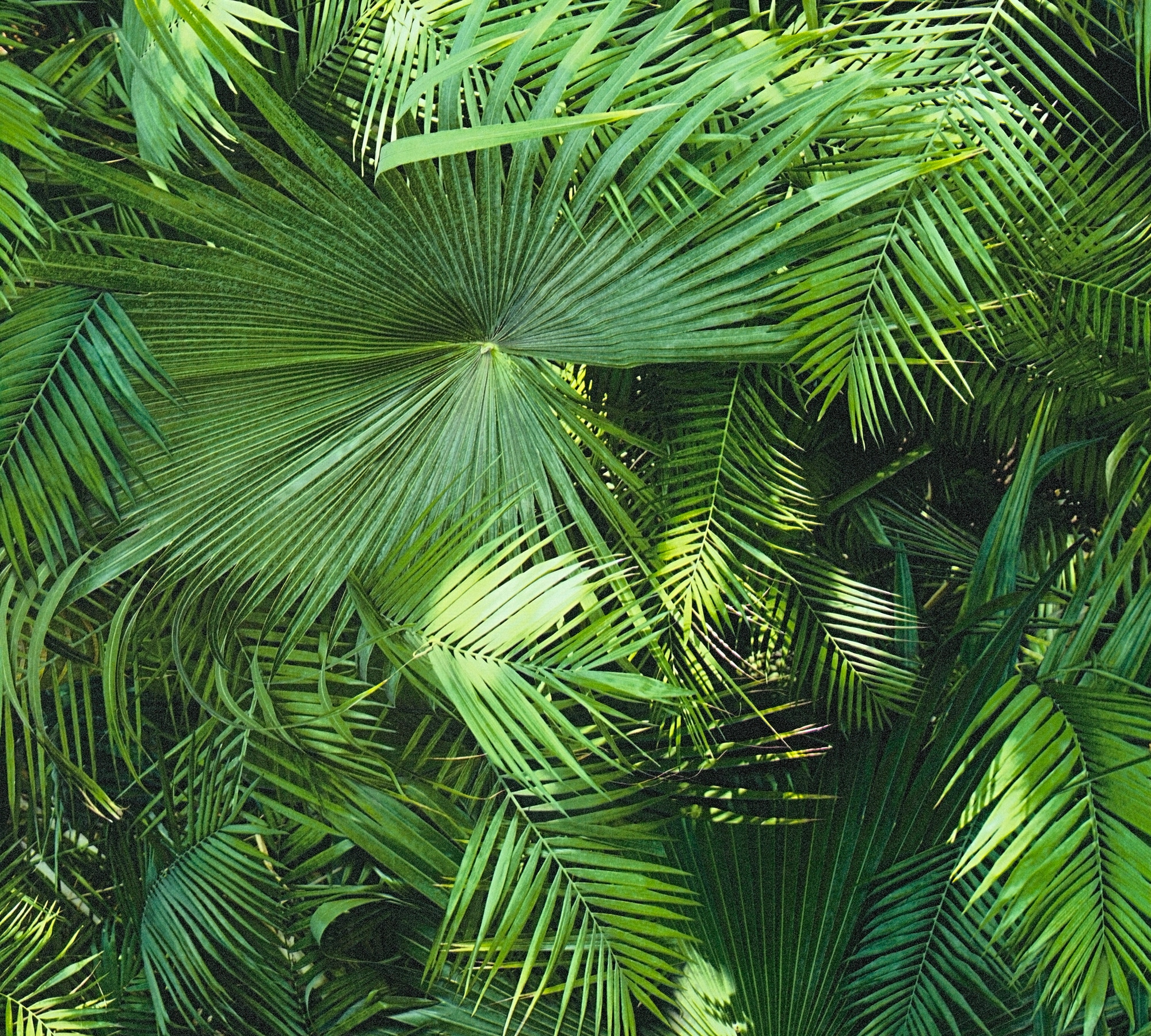 Vliestapete »Neue Bude 2.0«, botanisch-tropisch, Floral Tapete Palmen Grün Schwarz