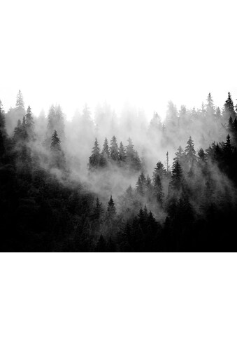 Consalnet Vliestapete »Wald im Nebel«