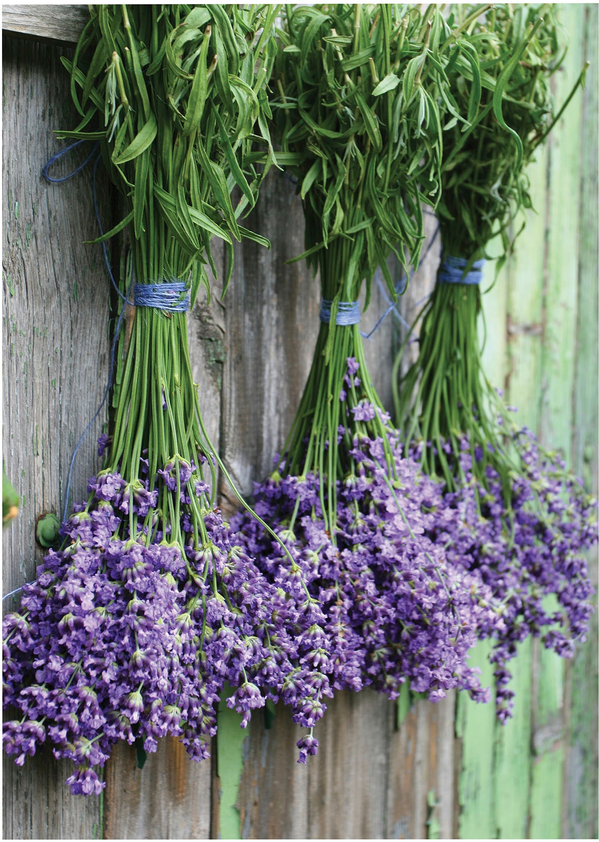 Leinwandbild ART FOR THE HOME "Outdoor Lavendel 50x70cm", lila (farbe bild(er): lila), B:50cm H:50cm T:2,3cm Ø:2,3cm, Bilder, Leinwandbild, Leinwand für draußen - Lavendel - 70x50cm
