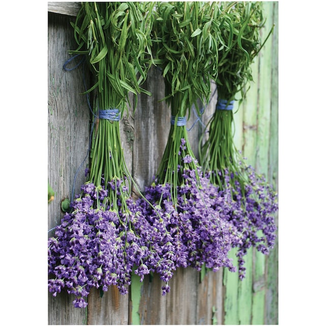 Art for the home Leinwandbild »Outdoor Lavendel 50x70cm«, (1 St.) kaufen |  BAUR