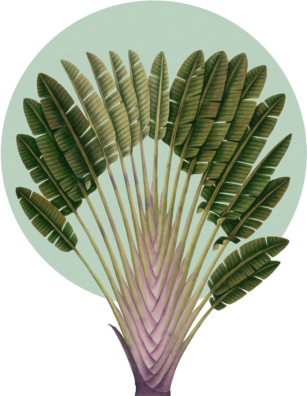Komar Bild "Botanical Garden Pinnate Palm" Natur 1 Stk. tlg. Wandbild zur D günstig online kaufen