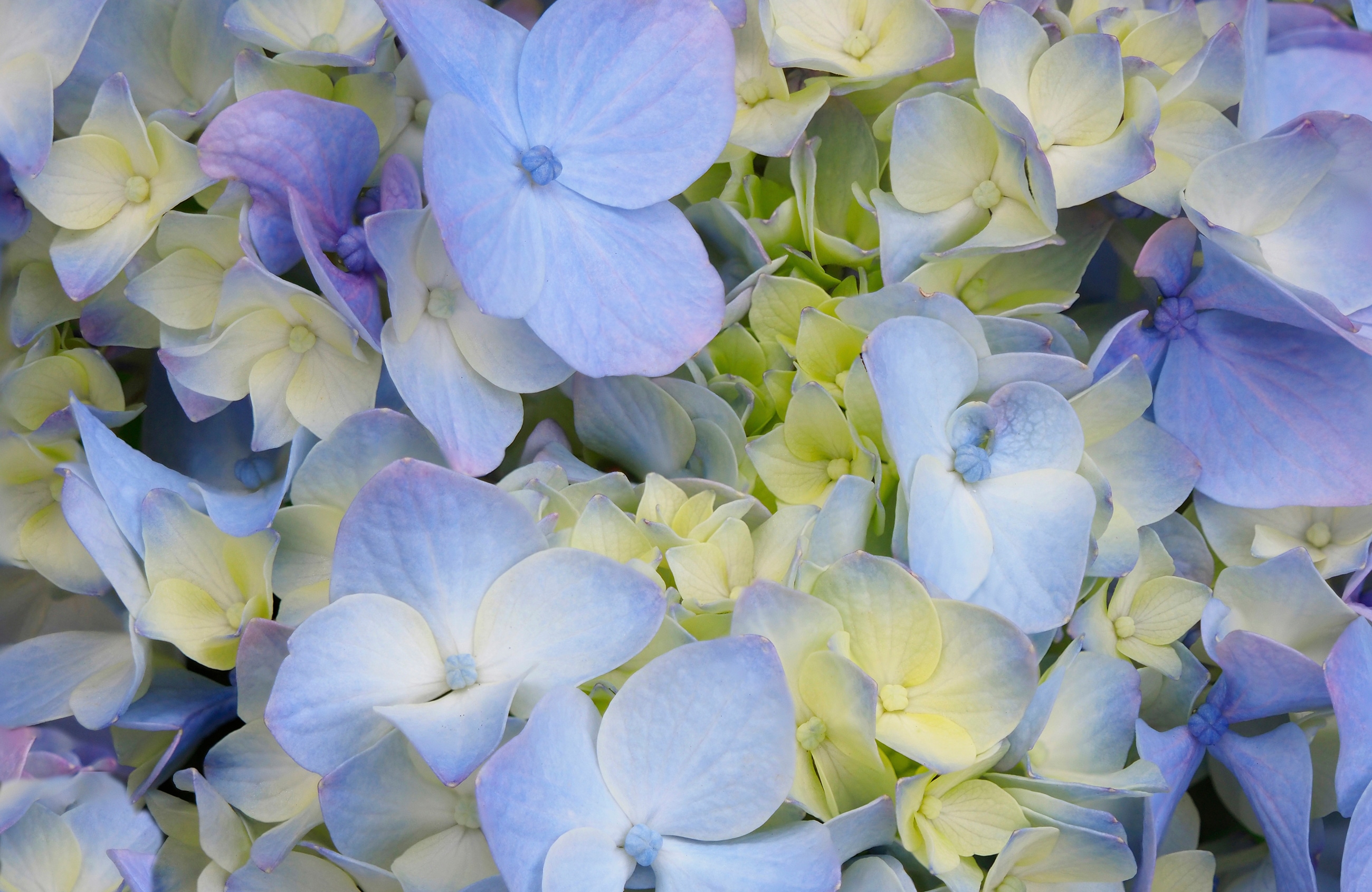 Papermoon Fototapete "HORTENSIE-BLÜTE-BLUMEN PFLANZEN NATUR MUSTER DEKOR"