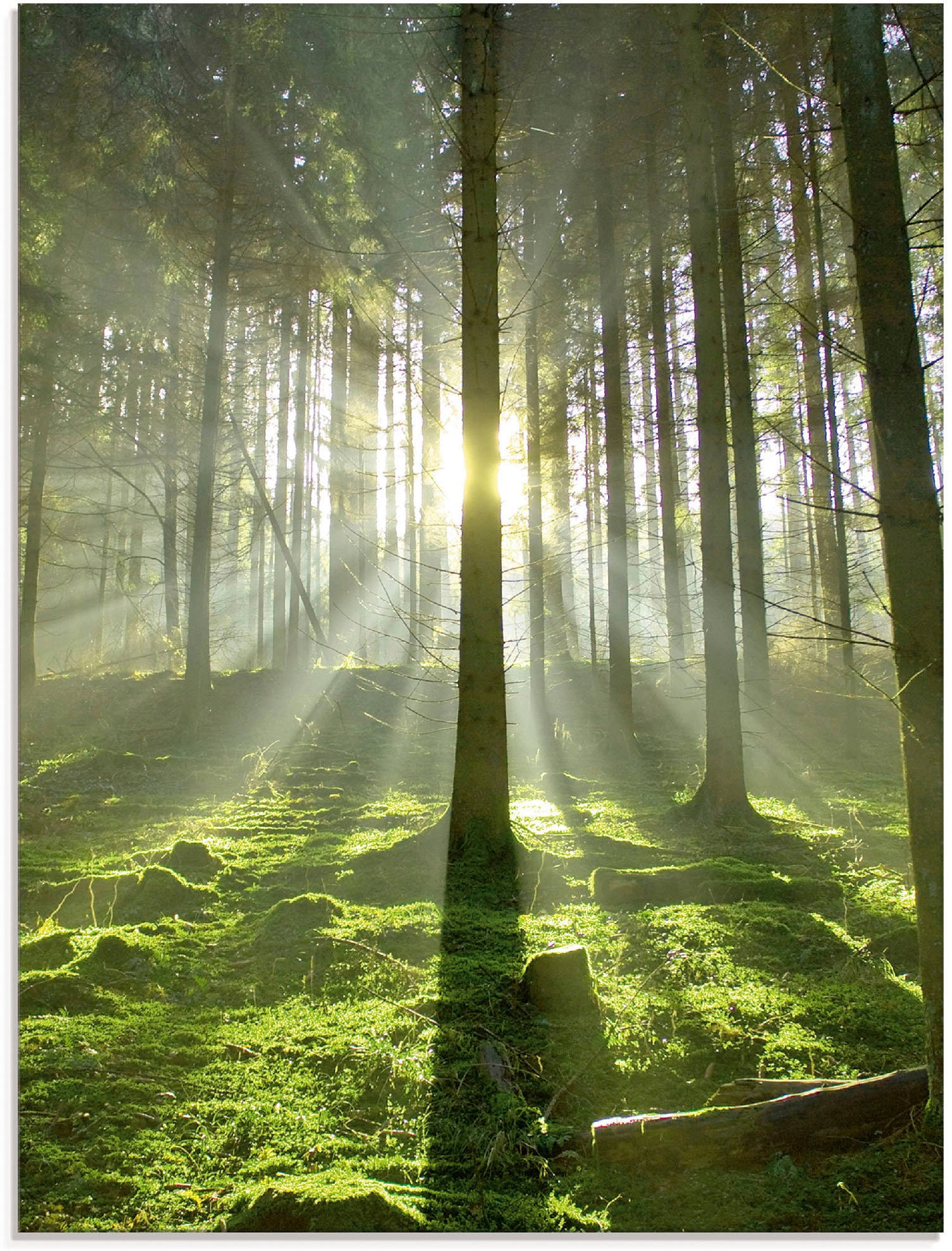 Artland Glasbild "Wald im Gegenlicht" Wald 1 Stk. tlg. in verschiedenen Grö günstig online kaufen