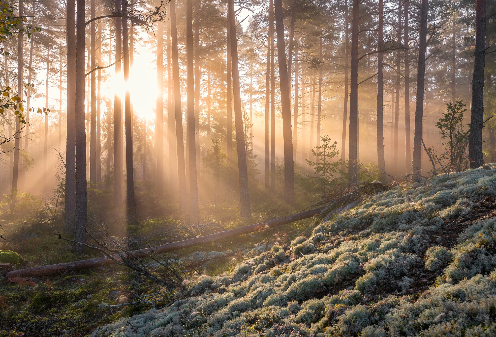 Papermoon Fototapete »CHRISTIAN LINDSTEN, NEBEL IM WALD MIT WEIßEM MOOS IM UNTERGRUND«