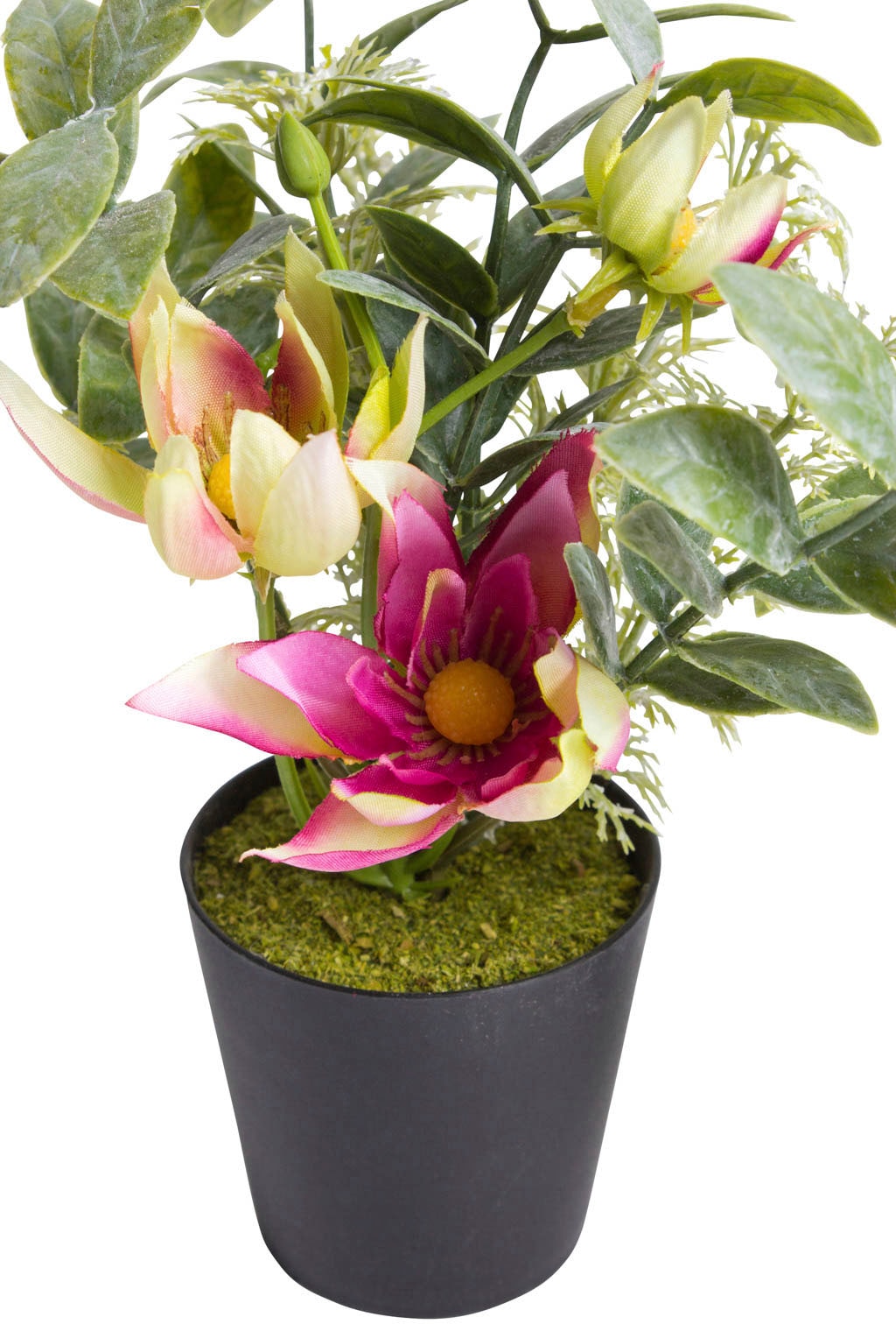 Botanic-Haus Künstliche Zimmerpflanze »Christrosen-Arrangement im schwarzen  Kunststofftopf« kaufen | BAUR