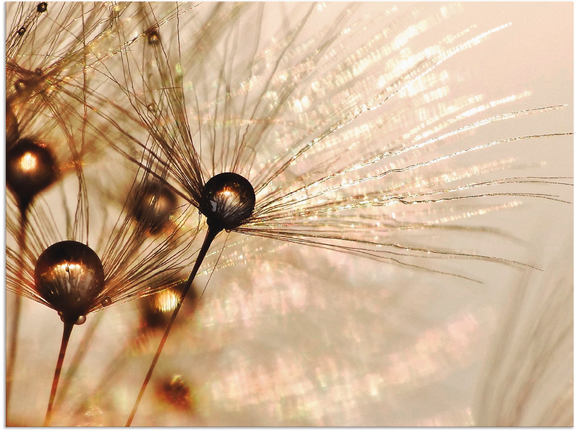 Artland Wandbild "Pusteblume Goldener Tropfen" Blumen 1 Stk. tlg. als Alubi günstig online kaufen