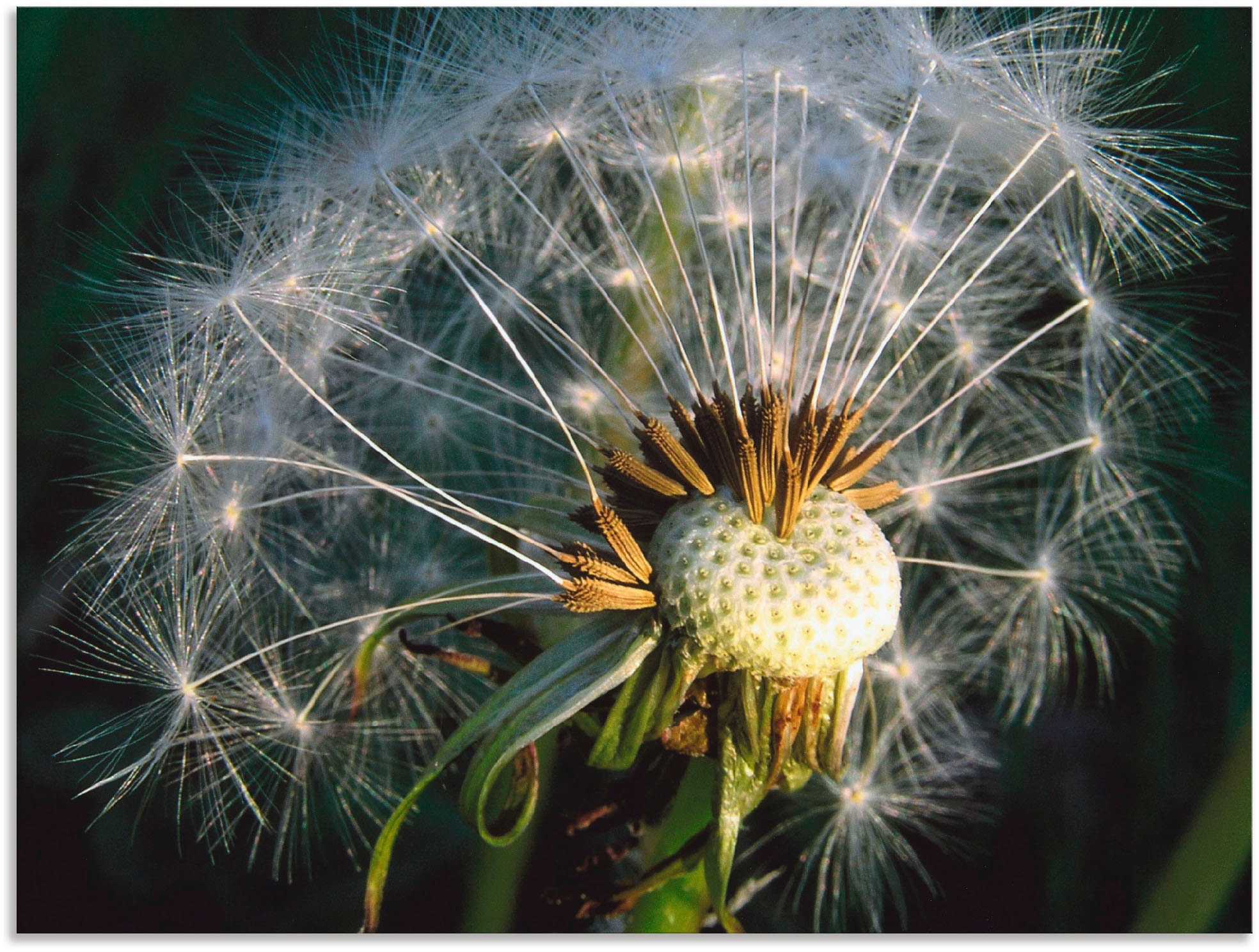 Artland Poster »Pusteblume«, Blumen, (1 St.), als Alubild, Leinwandbild, Wandaufkleber oder Poster in versch. Größen