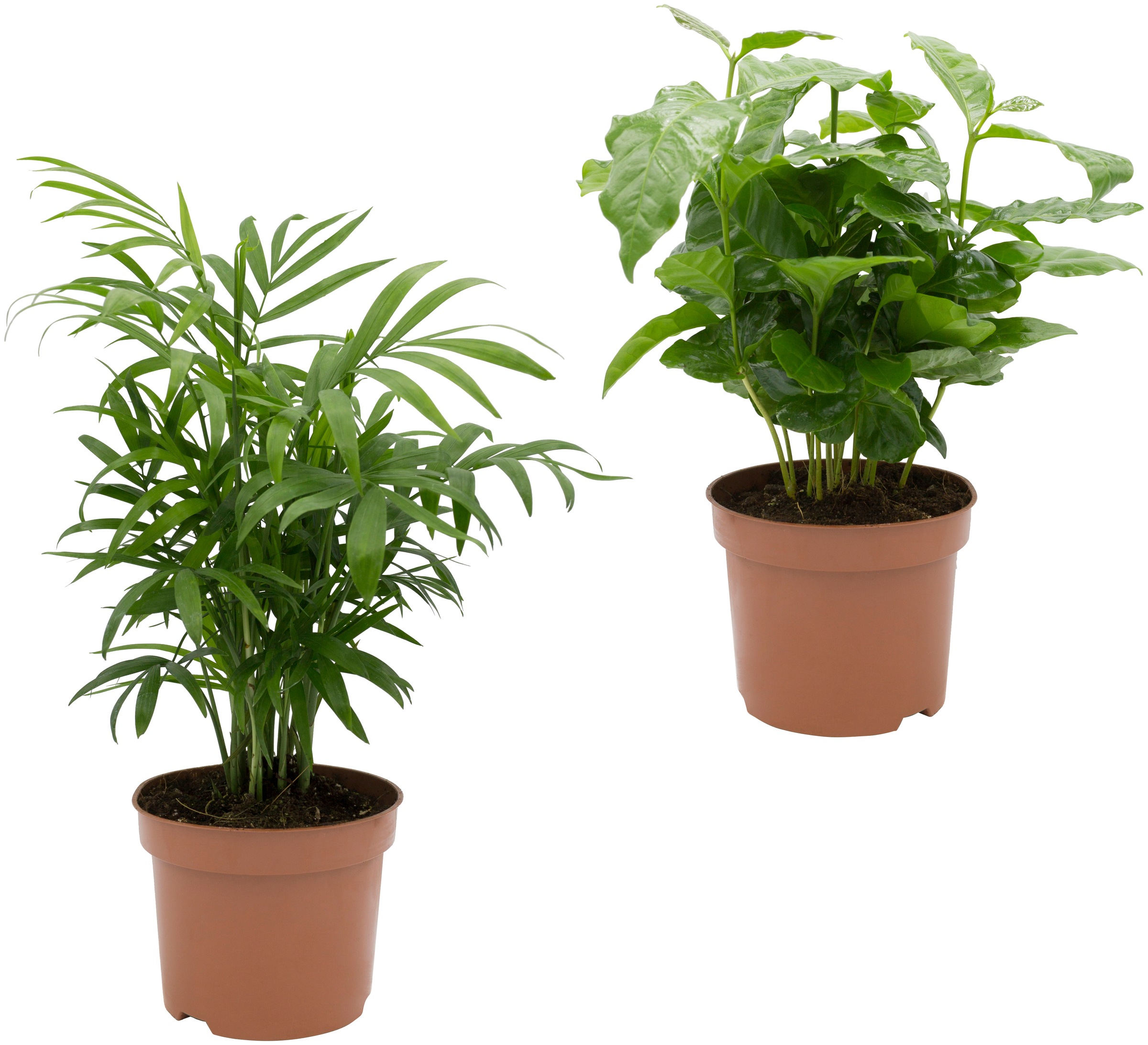 Dominik Zimmerpflanze »Palmen-Set«, (2 St.), Höhe: 30 cm, 2 Pflanzen kaufen