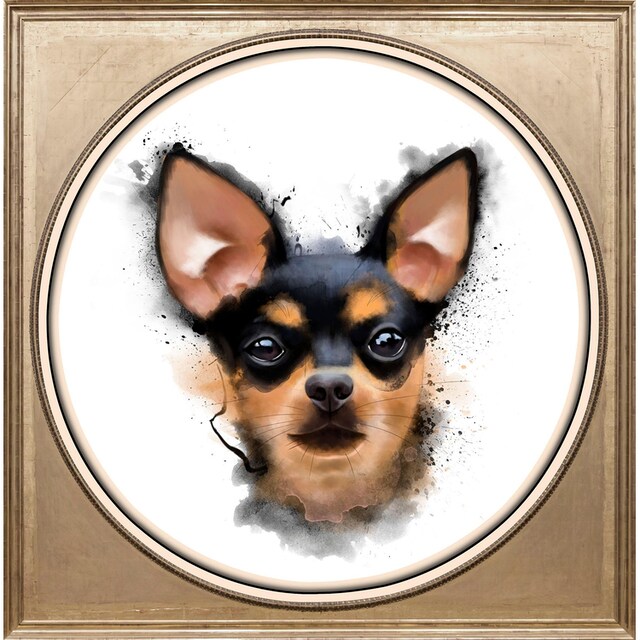 queence Acrylglasbild »Chihuahua« kaufen | BAUR
