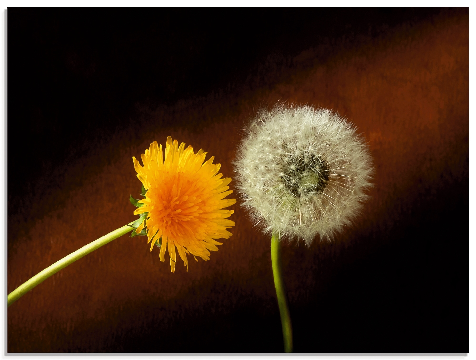 Artland Glasbild "Pusteblume Löwenzahn" Blumen 1 Stk. tlg. in verschiedenen Größen