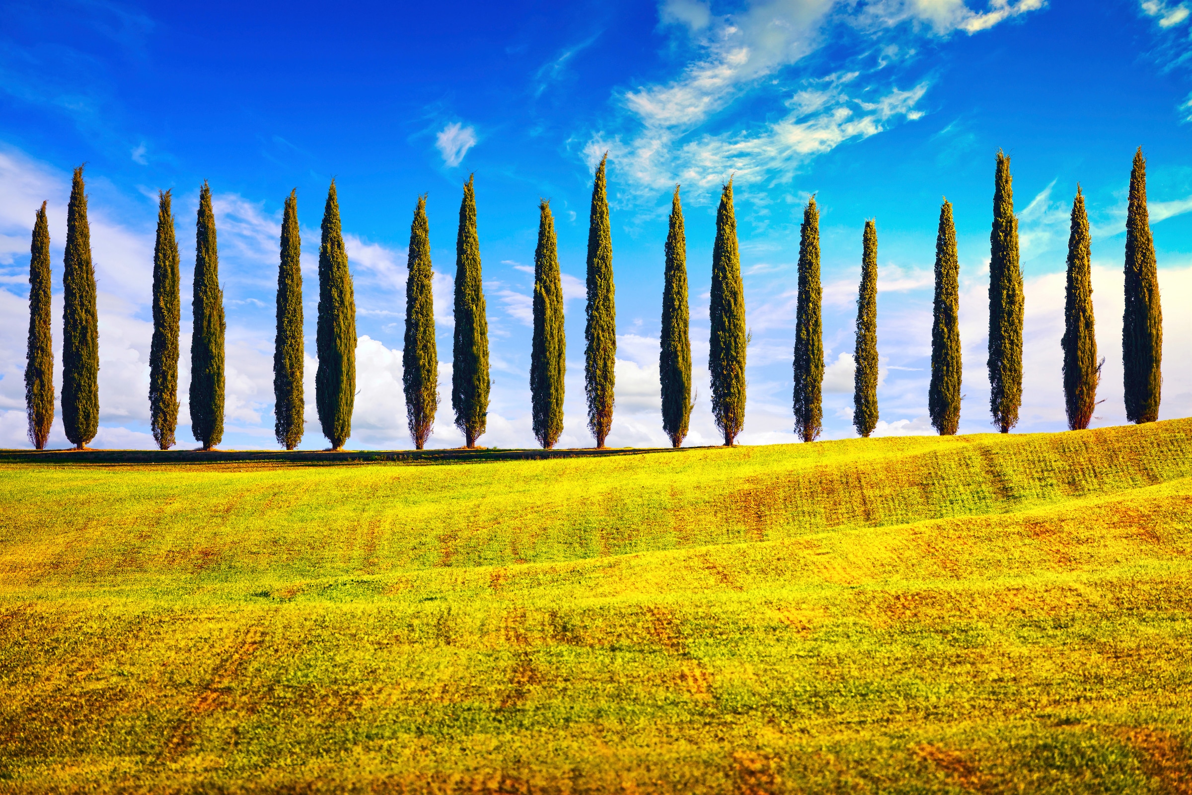 Papermoon Fototapete "Pappeln am Feld"