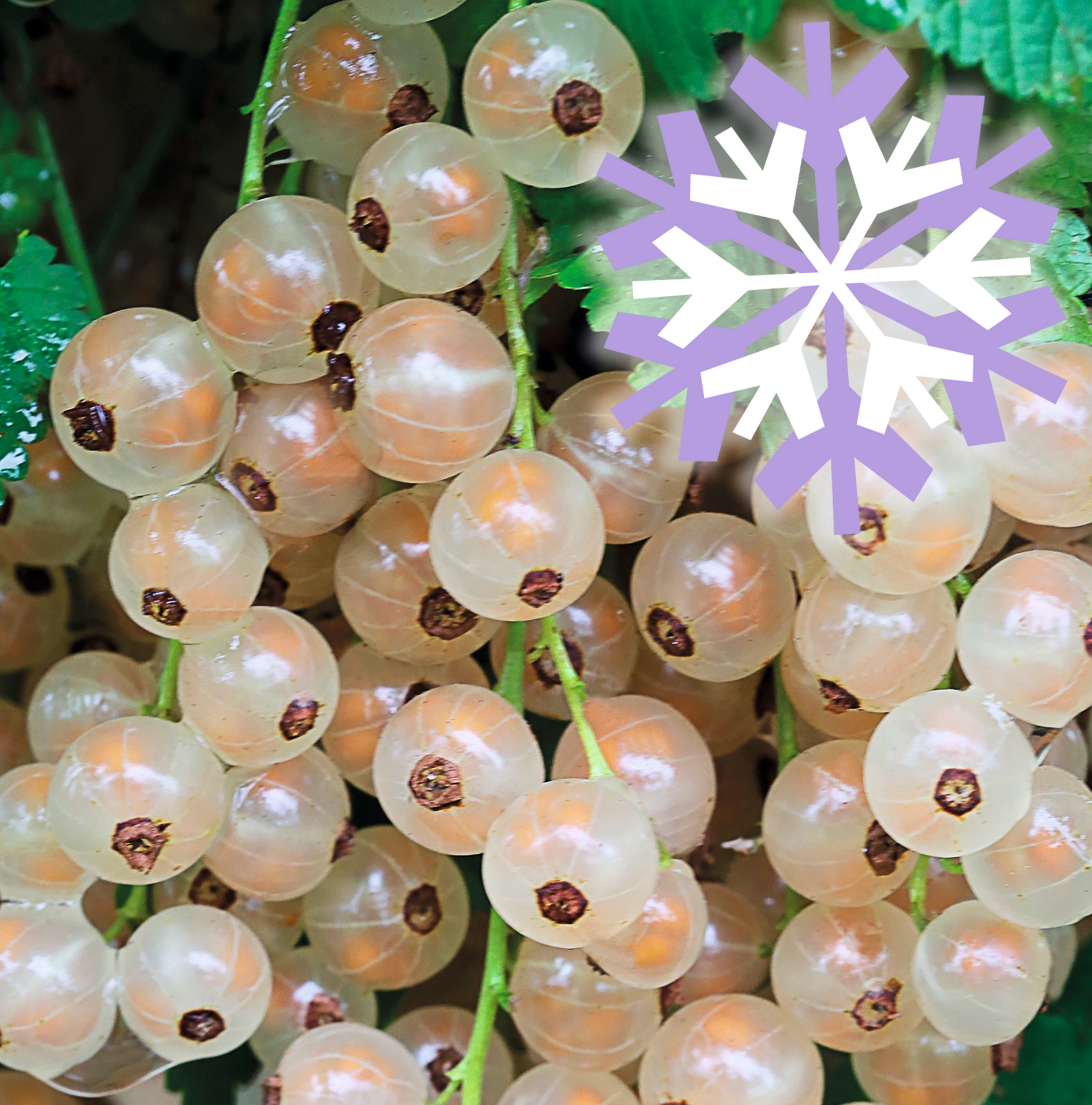 BCM Obstpflanze »Johannisbeere Polar Fruits 'White Currant Berry'«, (2 St.), Höhe:... kaufen