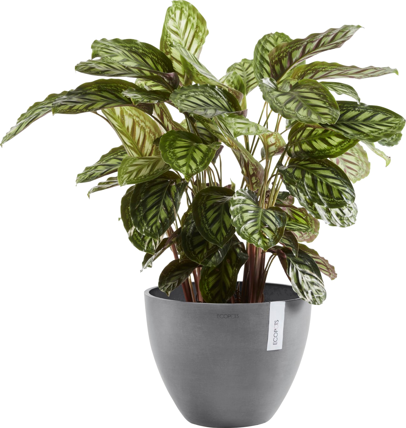 ECOPOTS Blumentopf »ANTWERP Grey«, BxTxH: 40x40x30 cm
