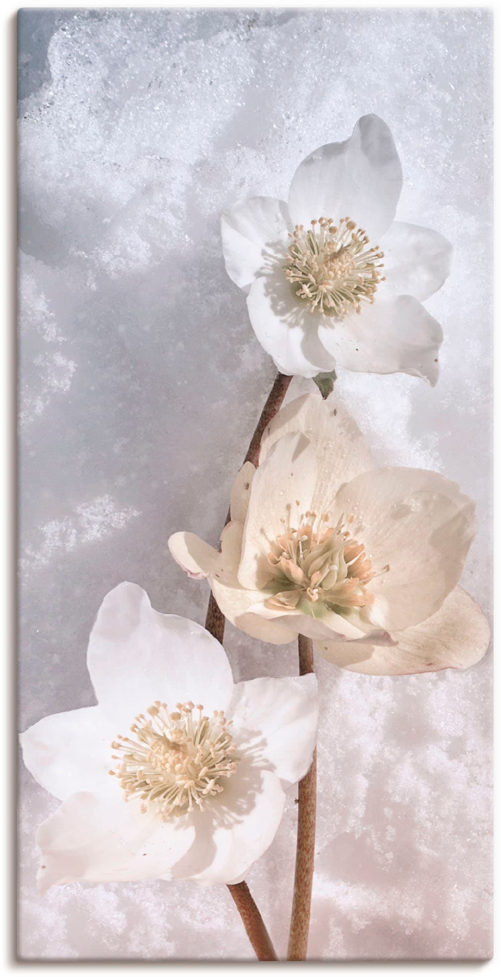 Artland Leinwandbild "Christrose im Schnee" Blumen 1 Stk. tlg. auf Holzrahmen gespannt