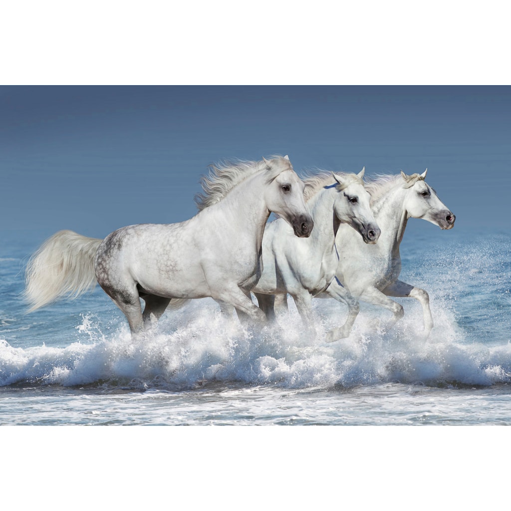 Papermoon Fototapete »Pferde«