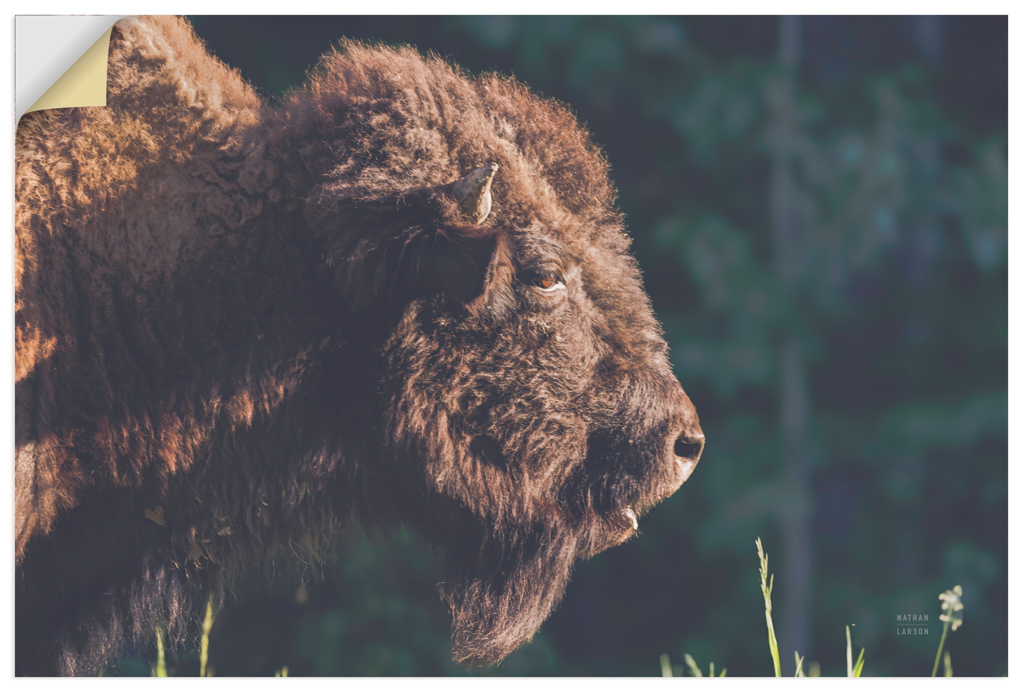 Artland Wandbild "Bison Meditation" Wildtiere 1 Stk. tlg. als Alubild, Leinwandbild, Poster, Wandaufkleber in verschied. Größen