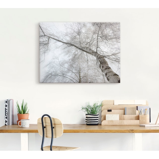 Black Friday Artland Wandbild »Winter Birke«, Bäume, (1 St.), als  Leinwandbild, Wandaufkleber oder Poster in versch. Größen | BAUR