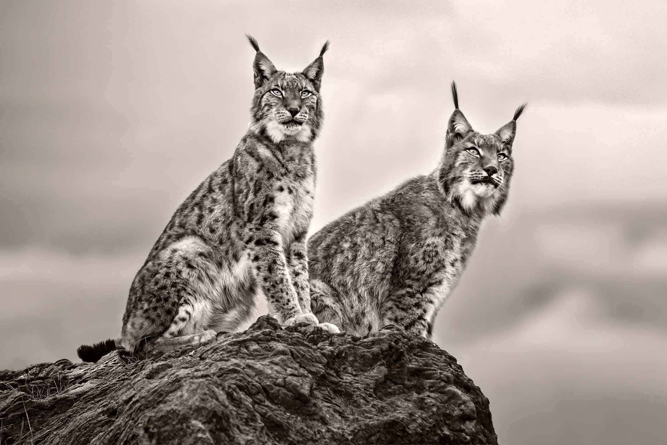 Papermoon Fototapete "Photo-Art XAVIER ORTEGA, ZWEI LUCHS AUF FELSEN"
