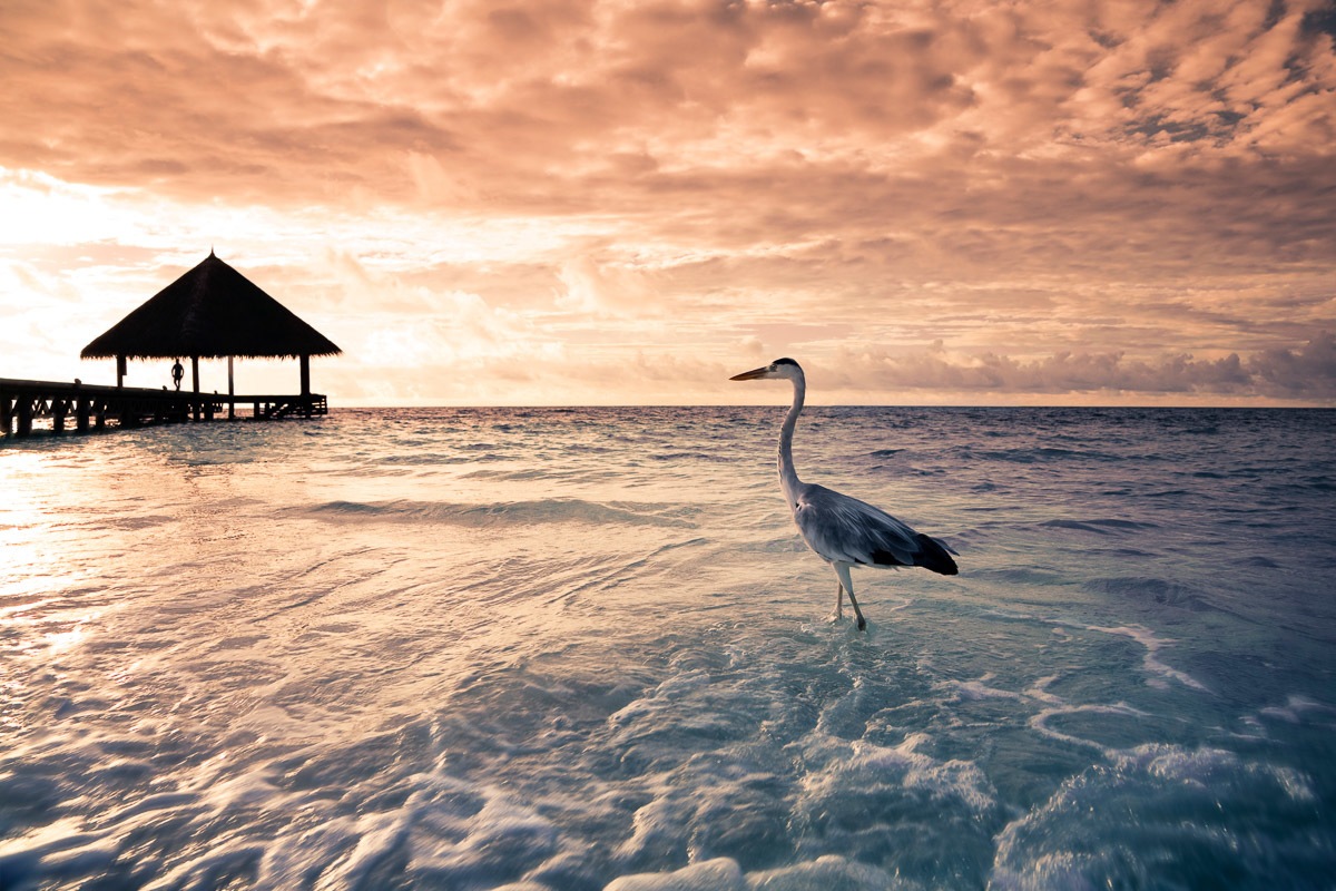 Papermoon "Flamingo Tropical Beach"