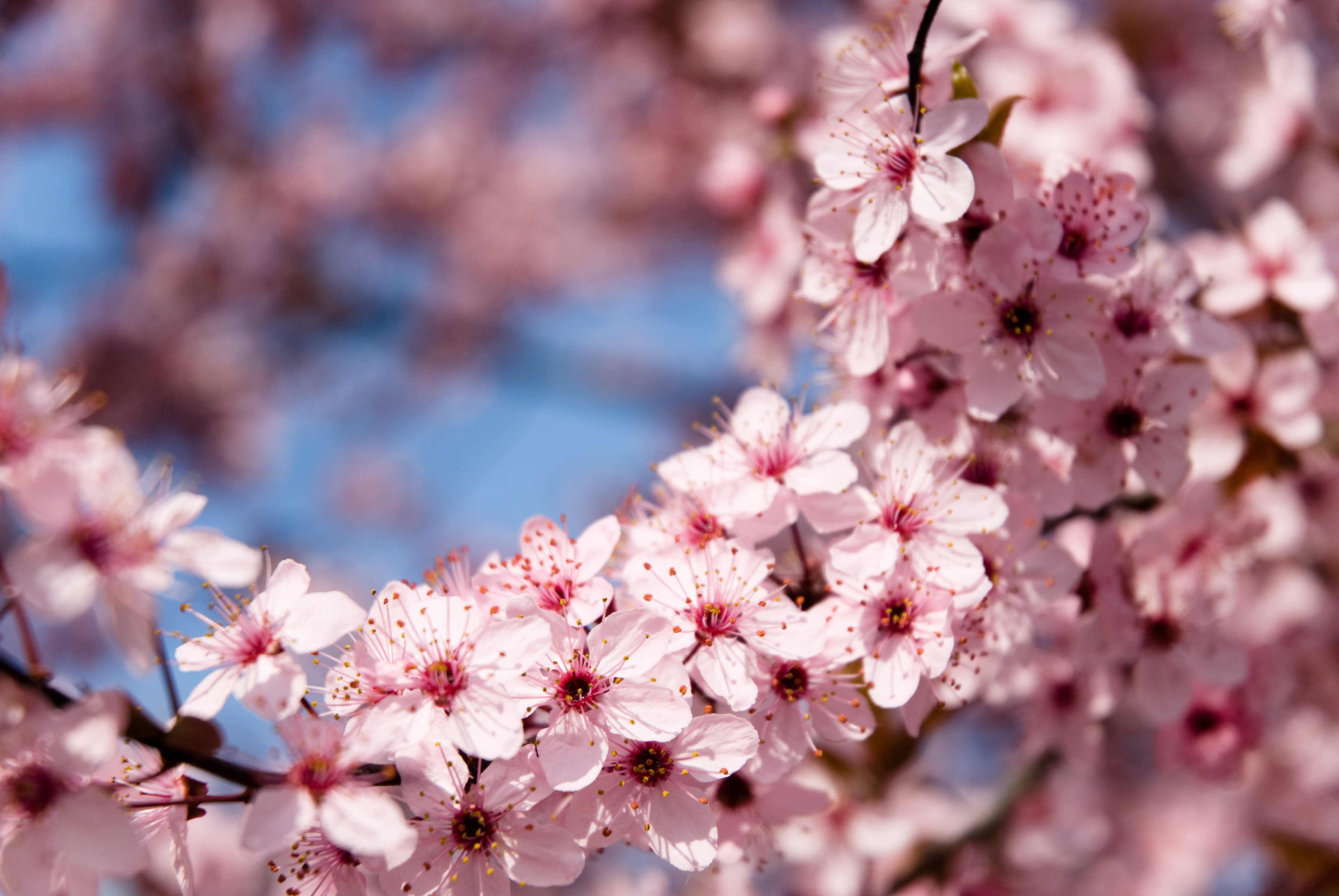 Papermoon Fototapete "Springtime Flowers" glatt