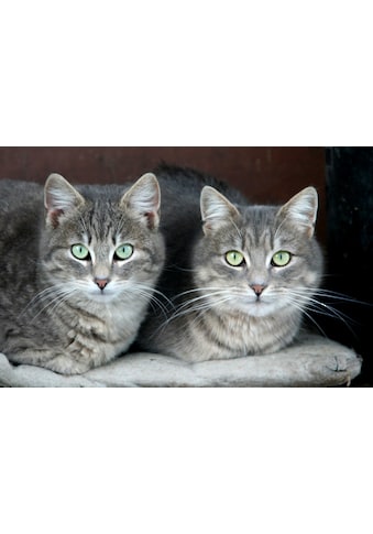 Papermoon Fototapetas »Grüne Augen Katzen«