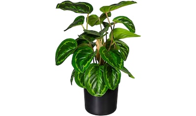 Creativ green Künstliche Zimmerpflanze »Maranta«, (1 St.) kaufen