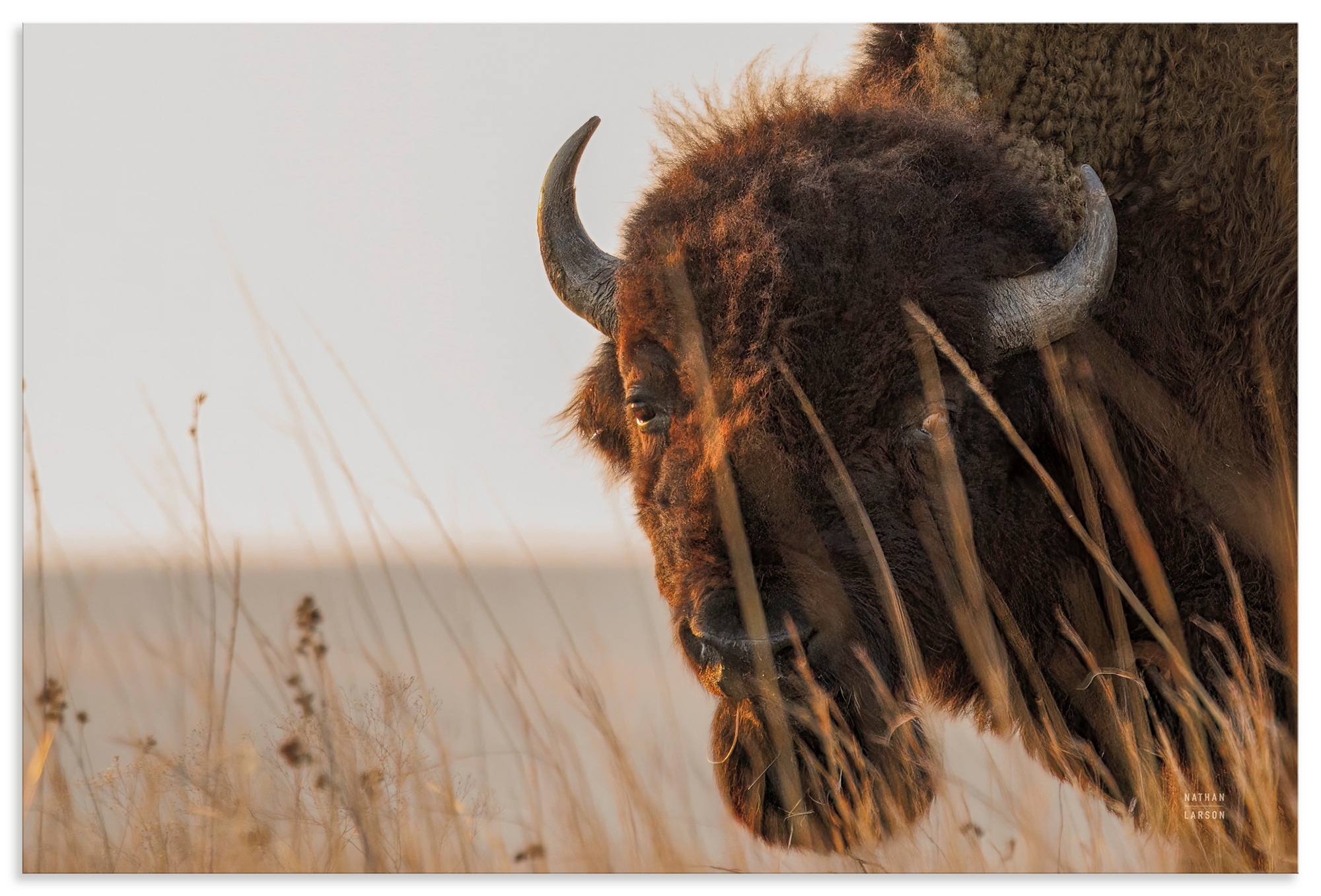 Artland Wandbild "Bison Sunset" Wildtiere 1 Stk. tlg. als Alubild, Leinwandbild, Poster, Wandaufkleber in verschied. Größen