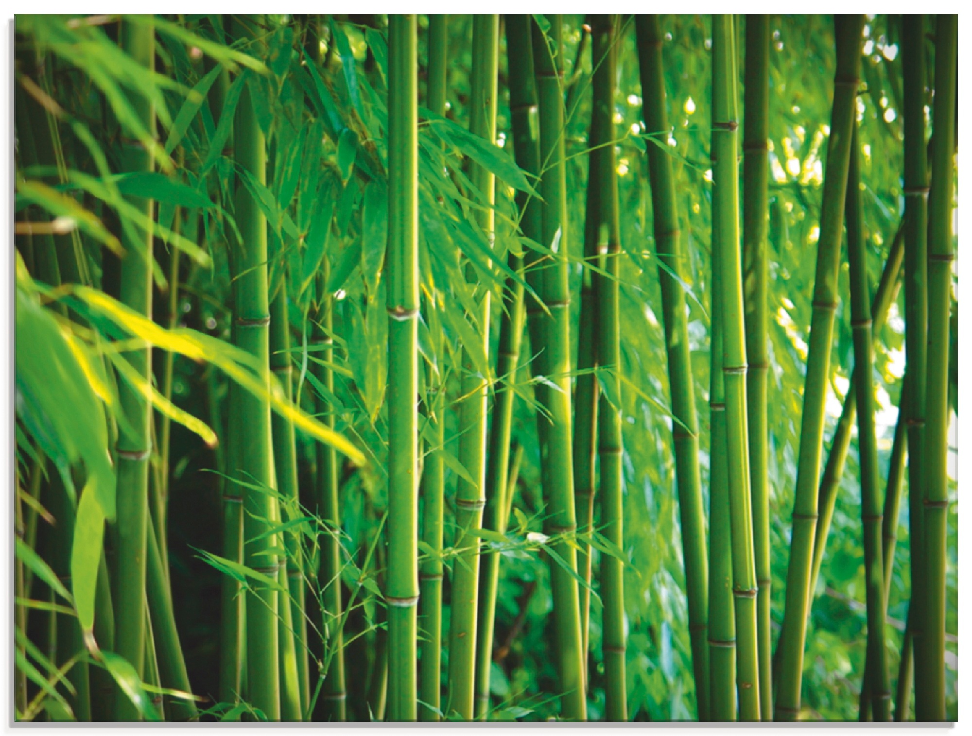 Artland Glasbild "Bambus I", Gräser, (1 St.), in verschiedenen Größen