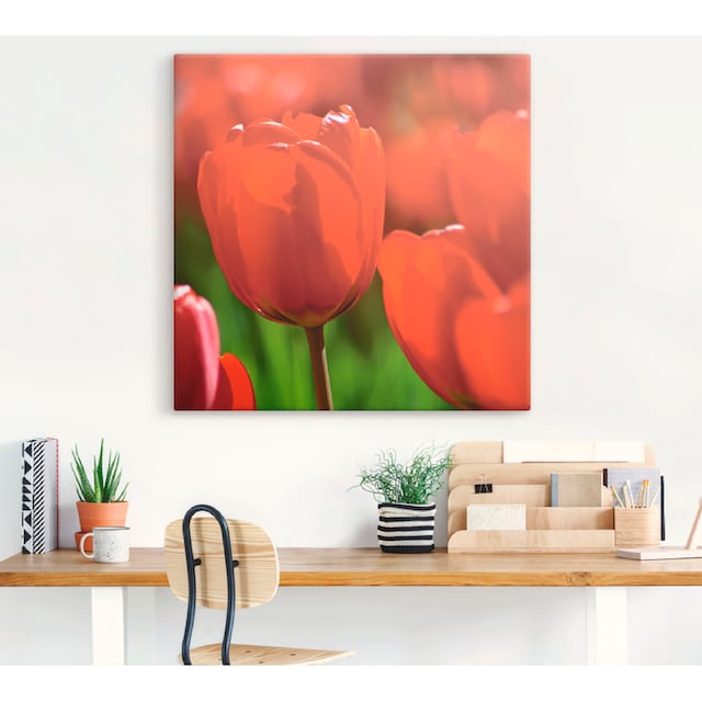 Artland Wandbild »Rote Tulpen in der Sonne«, Blumen, (1 St.), als Alubild,  Leinwandbild, Wandaufkleber oder Poster in versch. Größen kaufen | BAUR