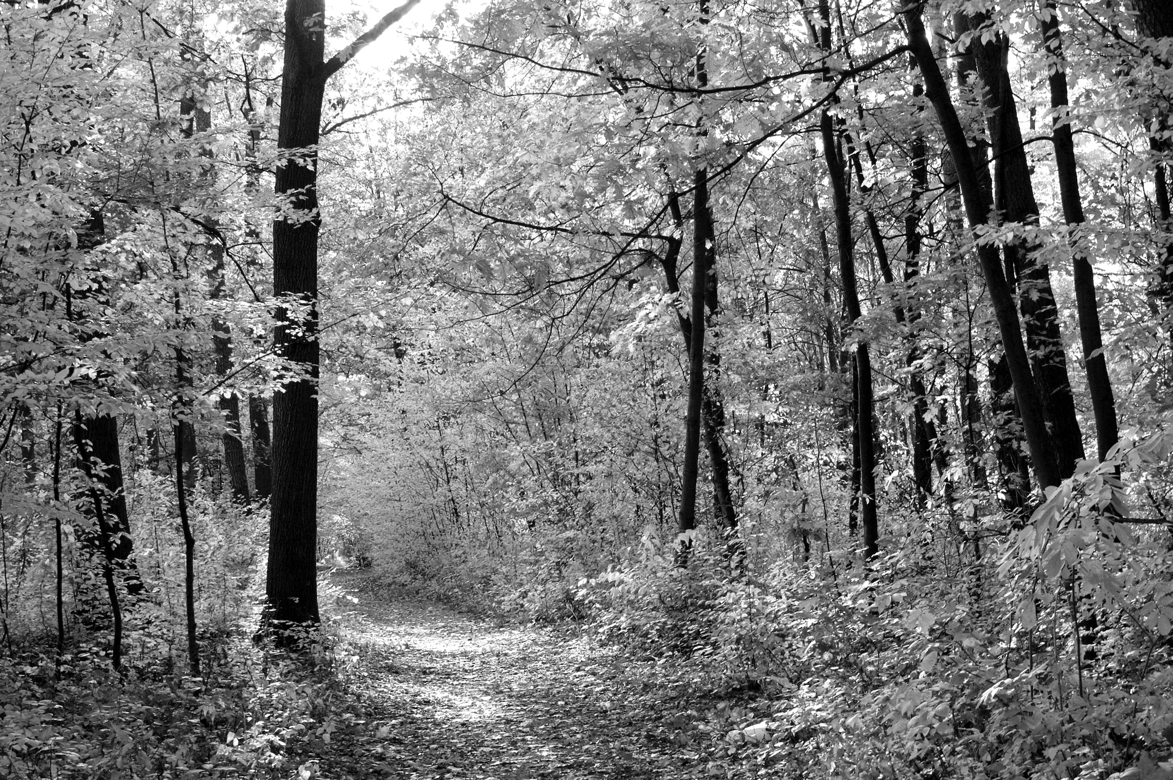 Papermoon "Waldweg"