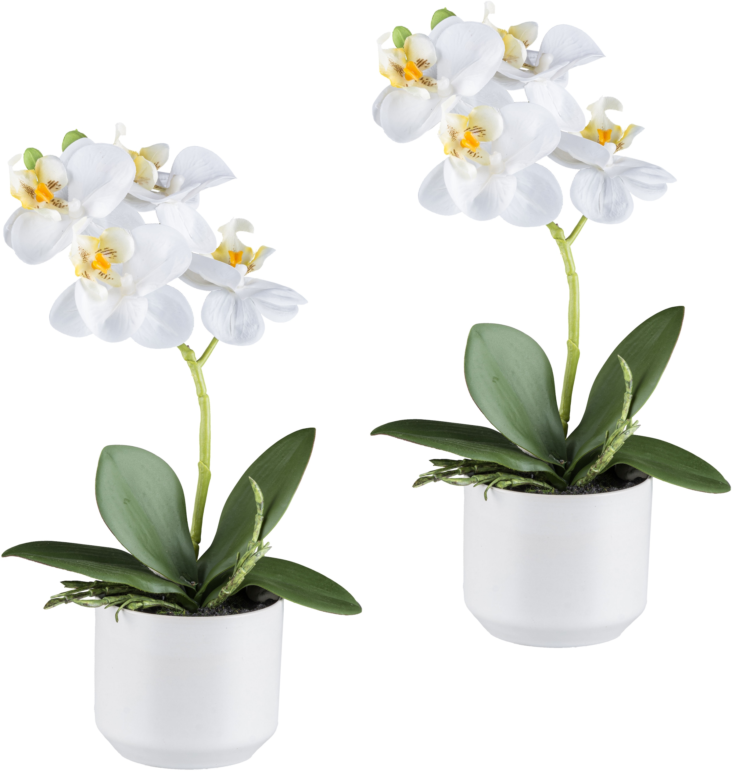Creativ green Kunstorchidee "Orchidee Phalaenopsis", mit real-touch-Blüten günstig online kaufen