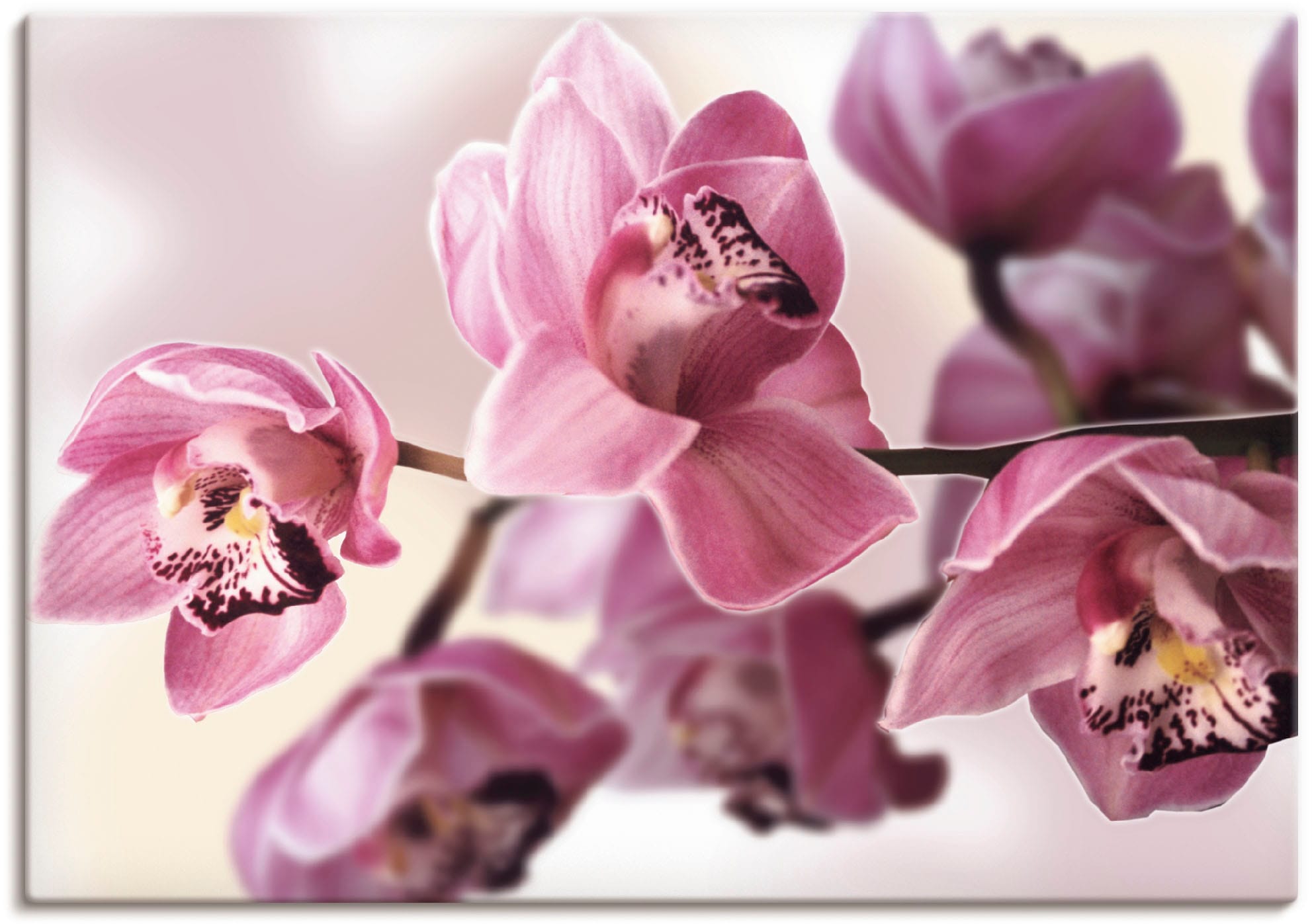 oder (1 Leinwandbild, kaufen | in Größen Wandbild Blumenbilder, Orchidee«, versch. Alubild, BAUR St.), als Wandaufkleber Artland »Rosa Poster