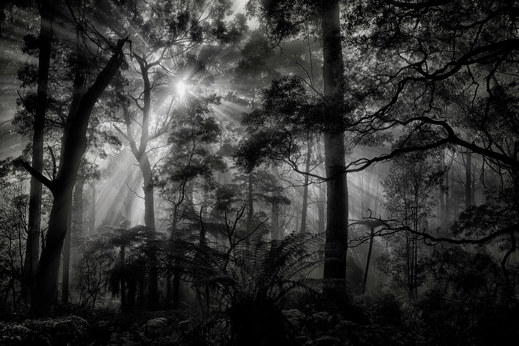 Papermoon 1100000002199 "Photo-Art MATHILDE GUILLEMOT, PRIMÄRWALD"