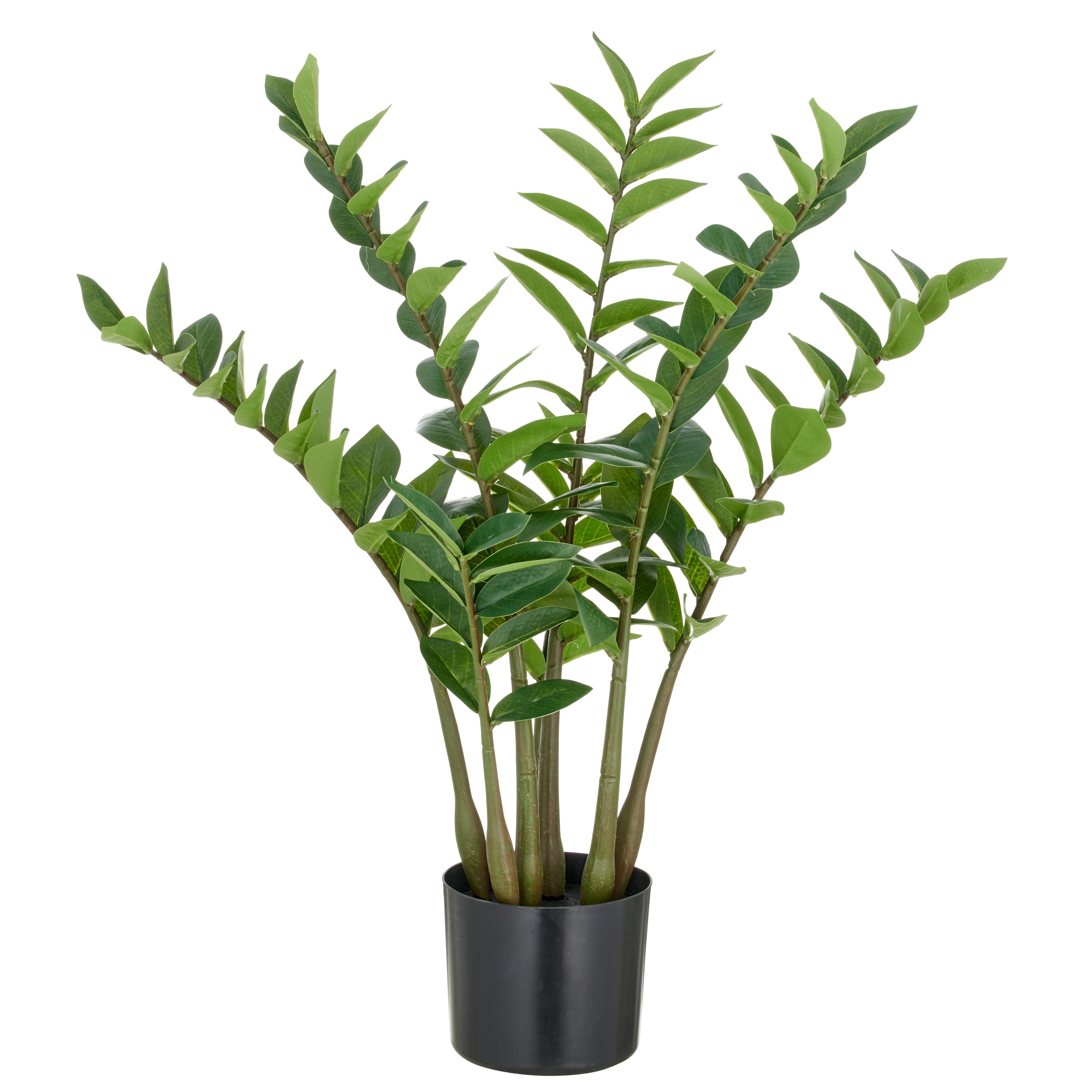 Creativ green Kunstpflanze "Zamifolia", mit detailgetreuer Gestaltung günstig online kaufen