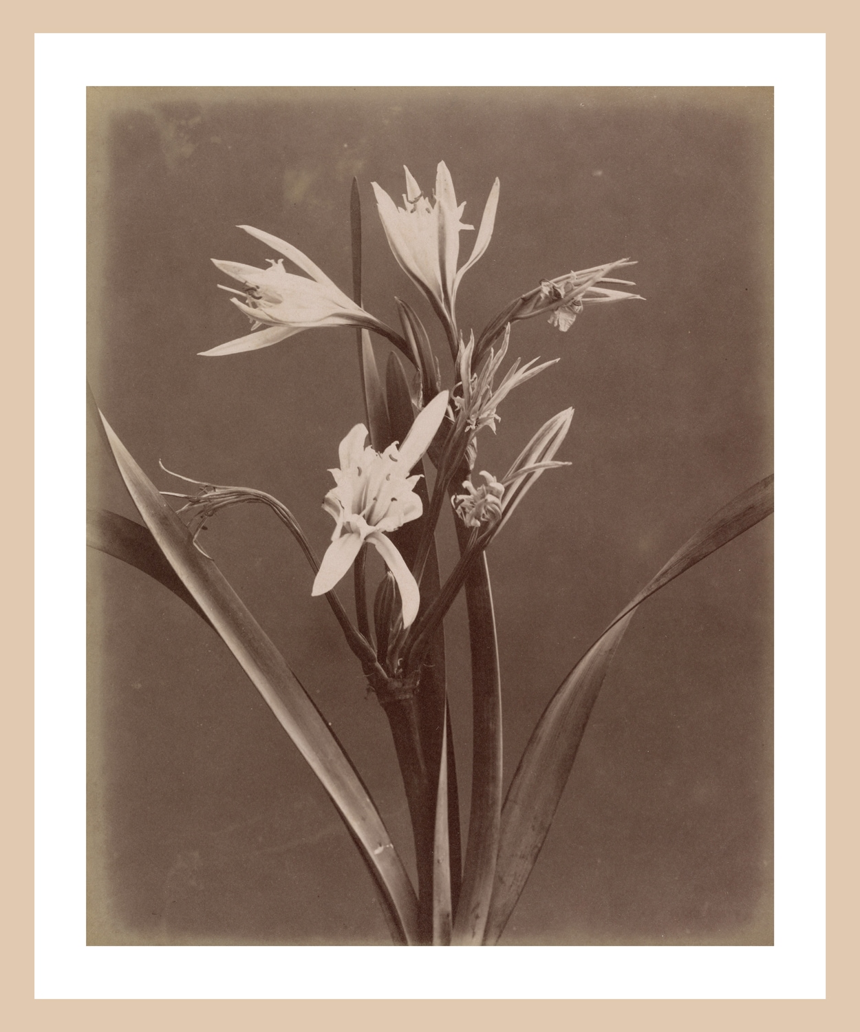 queence Bild mit Rahmen »Marlies«, Blumen-Pflanzen, Premium Poster mit Naturholzrahmen, Handarbeit aus Deutschland