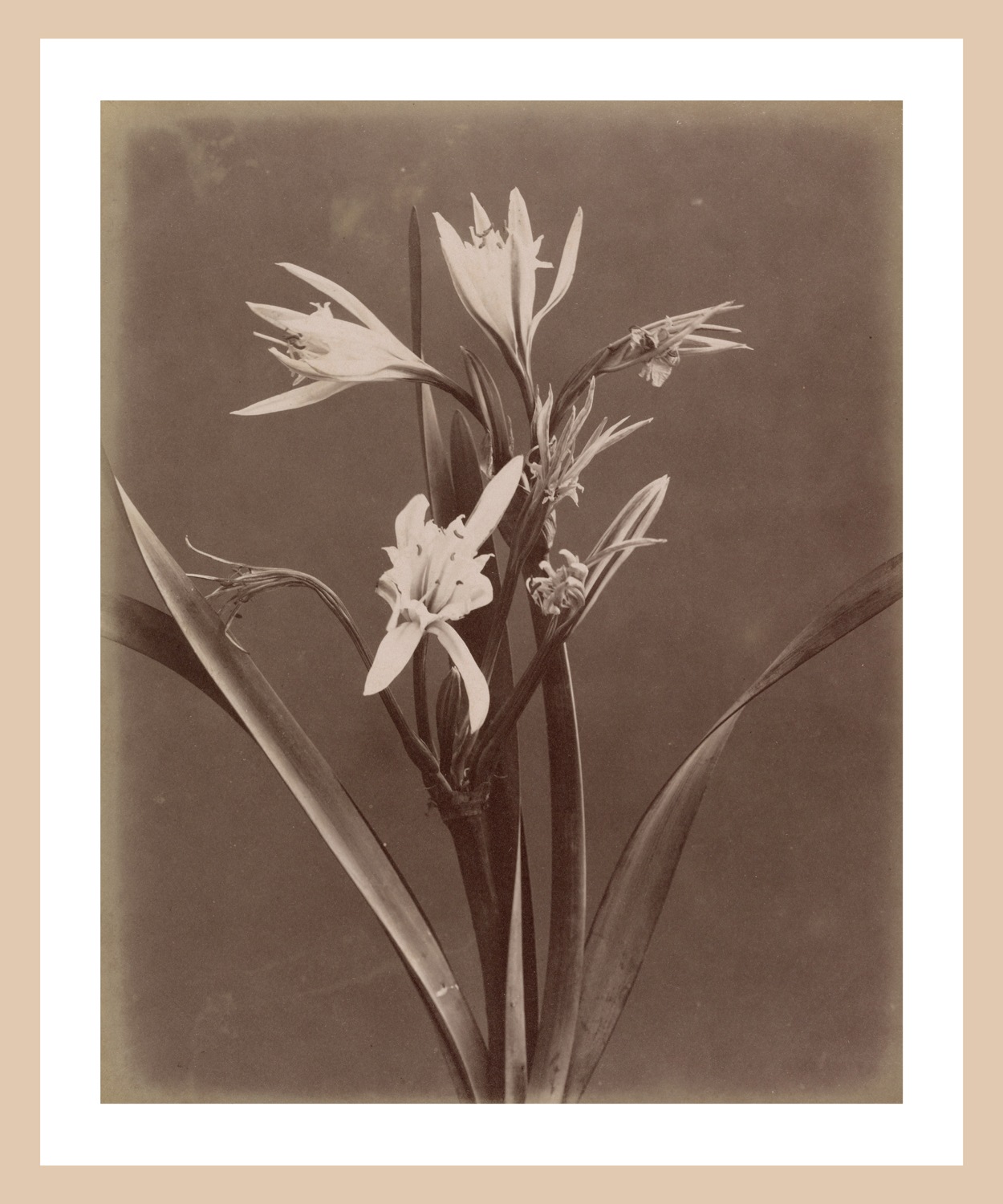 queence Bild mit Rahmen "Marlies" Blumen & Gärten Premium Rahmenbild günstig online kaufen