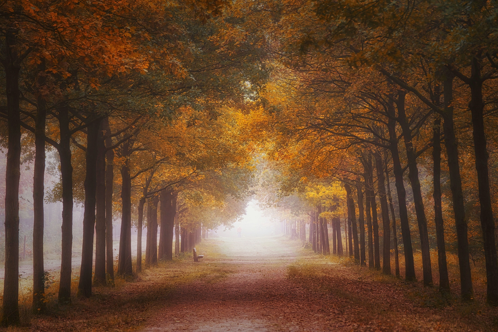 Papermoon Fototapete "Photo-Art SASKIA DINGEMANS, NEBELIGER HERBSTRAUM"