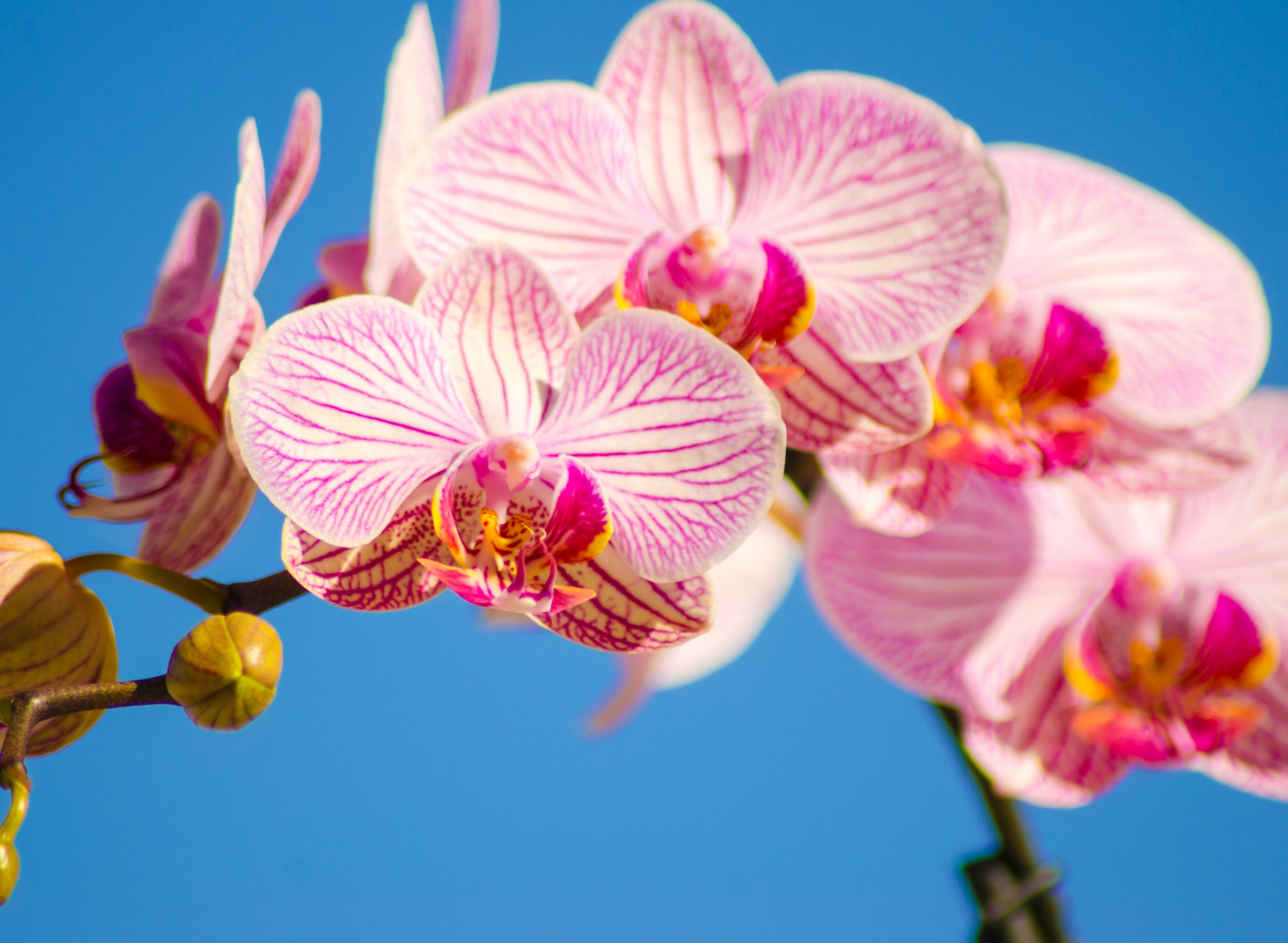 Papermoon Fototapete »Pink Phalaenopsis Orchid« glatt