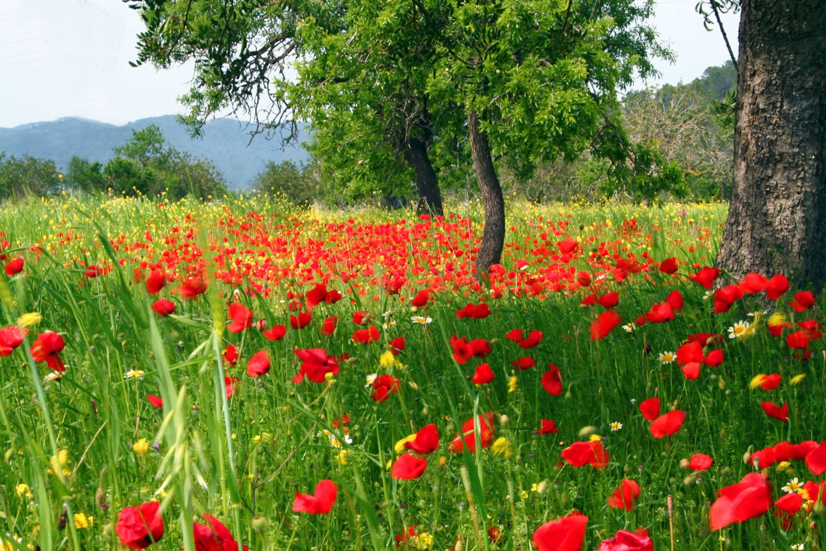 Papermoon Fototapete "Mohnfeld"