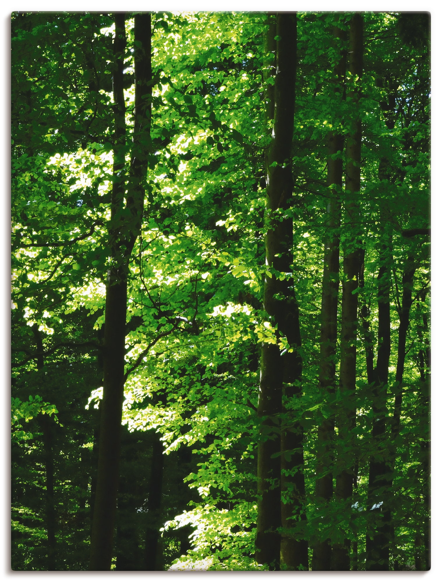 Artland Wandbild »Im Buchenwald«, Wald, (1 St.), als Alubild, Leinwandbild,  Wandaufkleber oder Poster in versch. Größen bestellen | BAUR