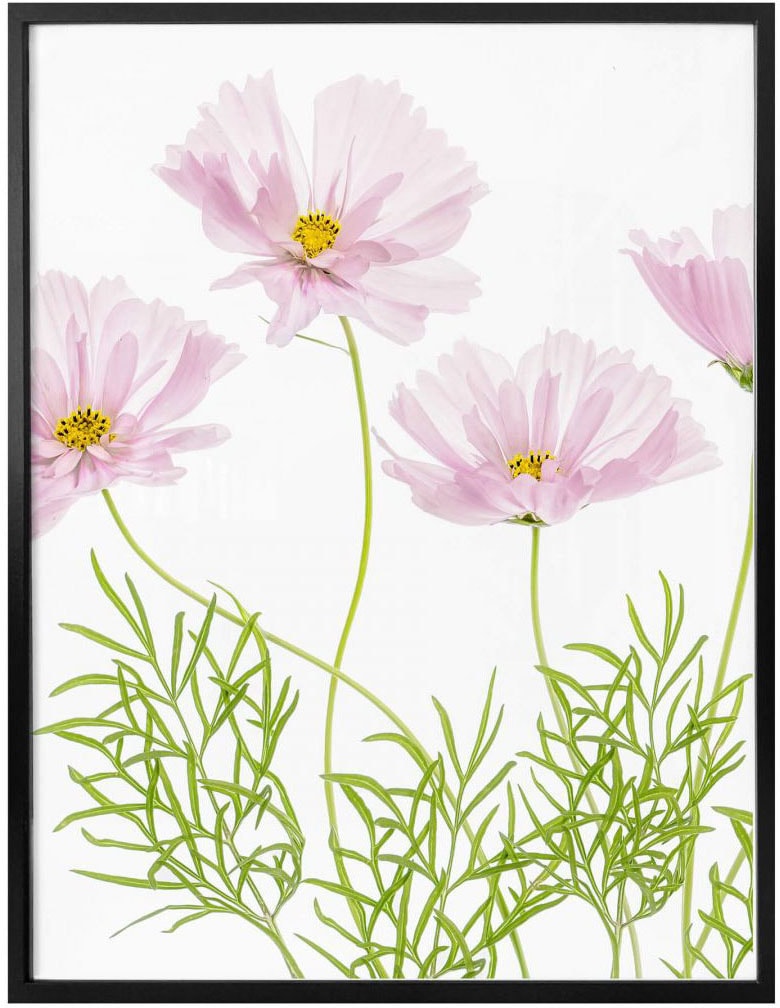 Wall-Art Poster bestellen BAUR | St.) »Sommerblume«, (1 Blumen
