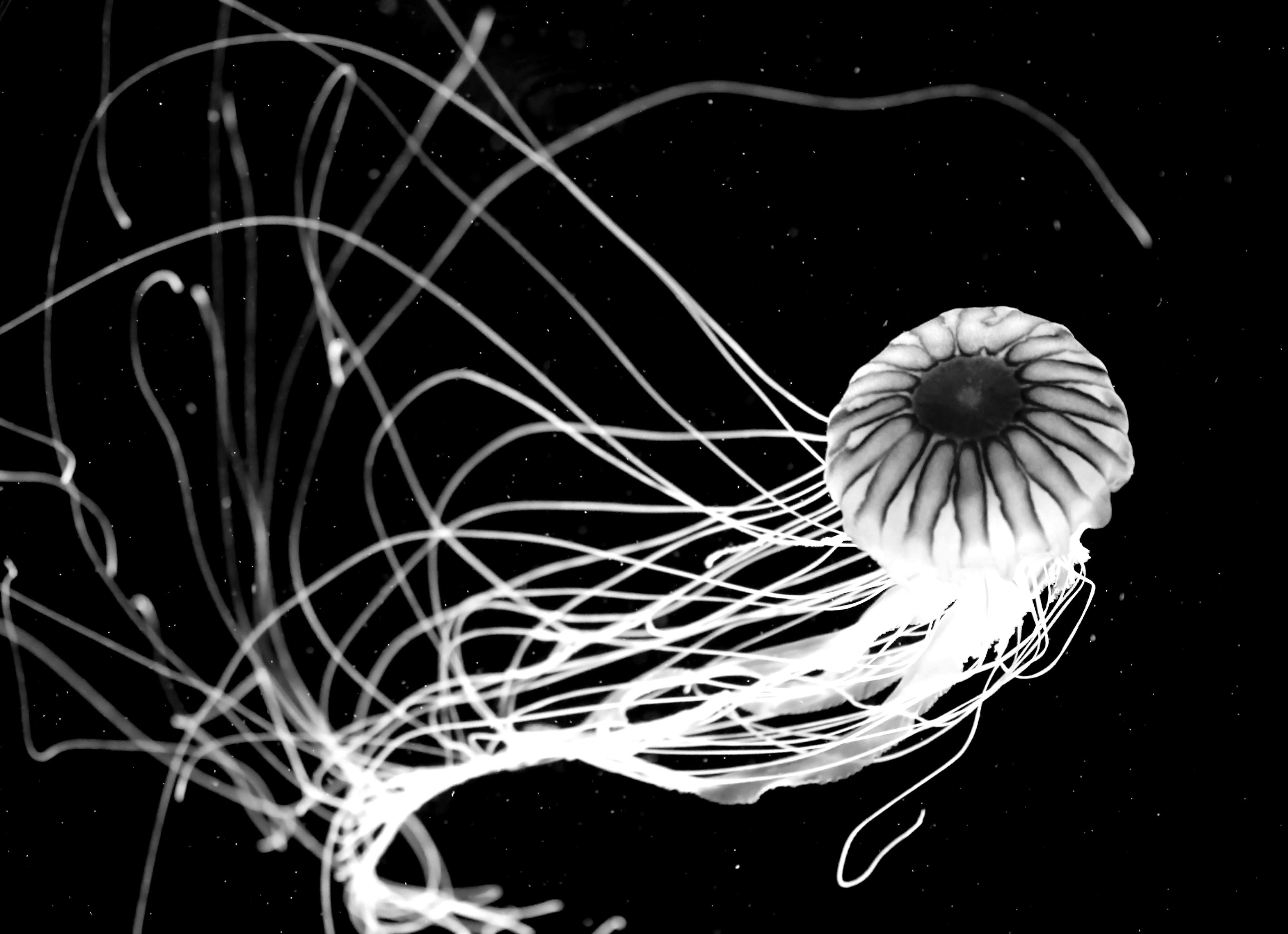 Papermoon Fototapete "Qualle Schwarz & Weiß"