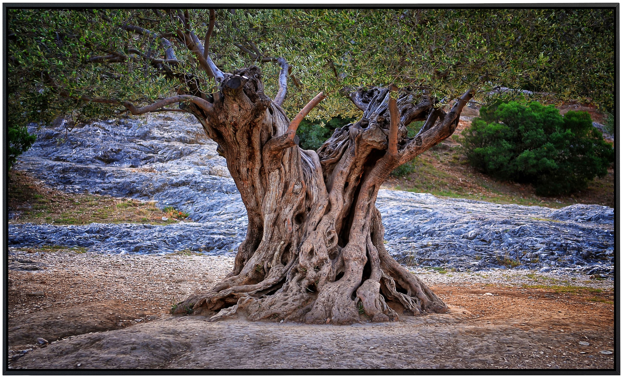 Papermoon Infrarotheizung »Alte Olivenbaumstämme«, sehr angenehme Strahlungswärme