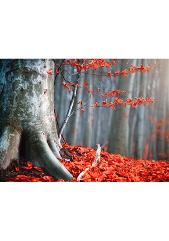 Papermoon Fototapetas »Old Autumn Tree«