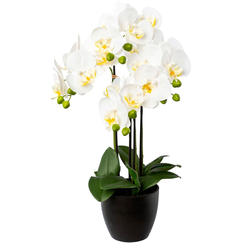 Creativ green Kunstorchidee »Phalaenopsis im Resintopf«