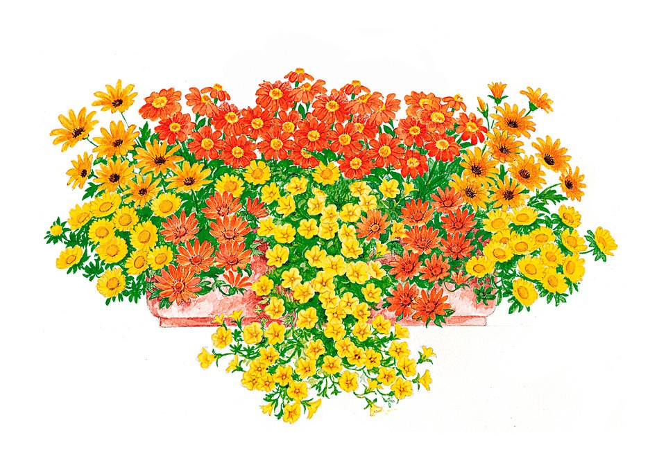 BCM Beetpflanze »Sonnige Farben«, (18 St.), 18 Pflanzen mit Erde kaufen