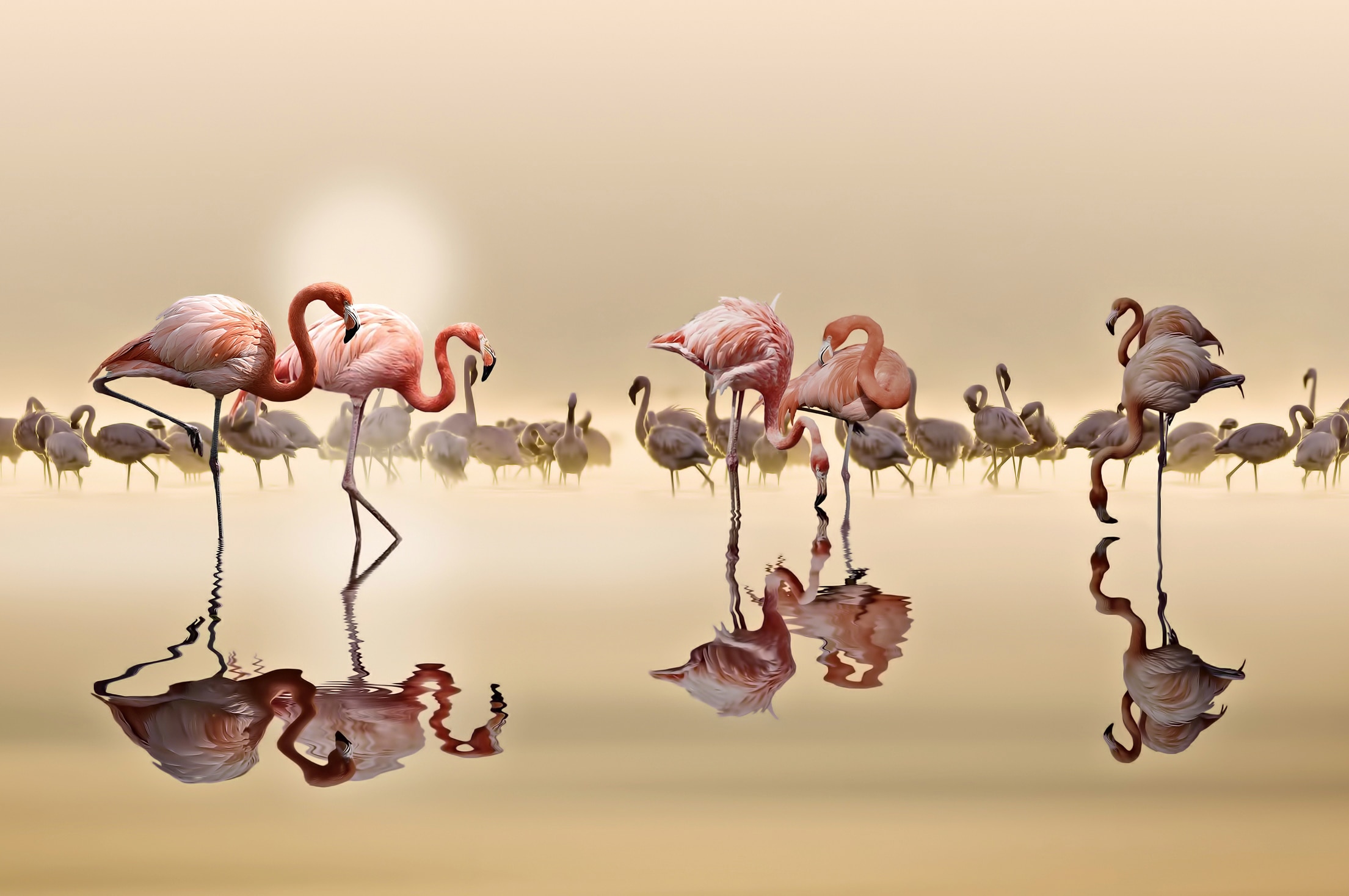 Papermoon Fototapete "Photo-Art NASSER OSMAN, FLAMINGOS"